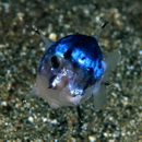 Masturus lanceolatus (Lienard, 1840)