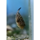 Arothron manilensis (Proce, 1822)