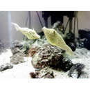 Aluterus scriptus (Osbeck, 1765)