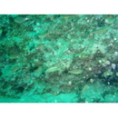 Ostorhinchus notatus (Houttuyn, 1782)