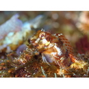 Scartella emarginata (Gunther, 1861)