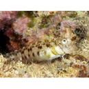 Glyptoparus delicatulus Smith, 1959