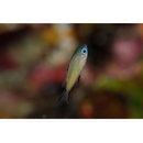 Pomachromis richardsoni (Snyder, 1909)