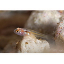 Trimma nomurai Suzuki et Senou, 2007