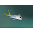 Pseudanthias dispar (Herre, 1955)