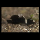 Mangarinus waterousi Herre, 1943