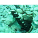 Cryptocentrus maudae Fowler, 1937