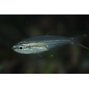 Rhabdamia spilota Allen et Kuiter, 1994