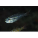 Rhabdamia spilota Allen et Kuiter, 1994