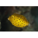 Ostracion rhinorhynchos Bleeker, 1852