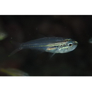 Rhabdamia spilota Allen et Kuiter, 1994