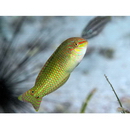 Halichoeres argus (Schneider, 1801)