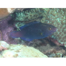 Scarus niger Forsskal, 1775