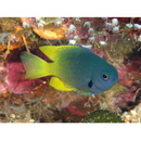 Pomacentrus nigromarginatus Allen, 1973