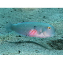 Iniistius pentadactylus (Linnaeus, 1758)