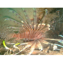 Pterois andover Allen et Erdmann, 2008
