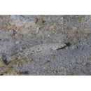 Diplogrammus goramensis (Bleeker, 1858)