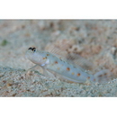 Vanderhorstia wayag Allen et Erdmann, 2012