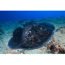 Taeniura meyeni Muller et Henle, 1841