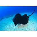 Taeniura meyeni Muller et Henle, 1841