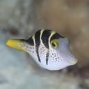 Paraluteres prionurus (Bleeker, 1851)