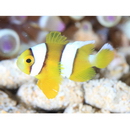 Amphiprion clarkii (Bennett, 1830)