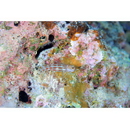 Ecsenius ios McKinney et Springer, 1976