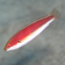 Cirrhilabrus katherinae Randall, 1992