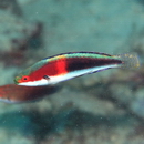 Cirrhilabrus katherinae Randall, 1992