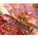 Ecsenius oculus Springer, 1971