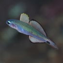 Ptereleotris evides (Jordan et Hubbs, 1925)