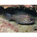 Nectamia savayensis (Gunther, 1872)