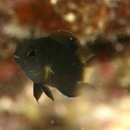 Chrysiptera biocellata (Quoy et Gaimard, 1825)