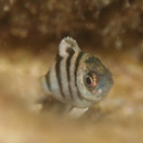 Abudefduf sexfasciatus (Lacepede, 1801)