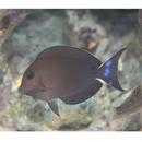 Ctenochaetus binotatus Randall, 1955