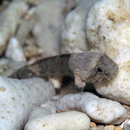 Bathygobius cyclopterus (Valenciennes, 1837)