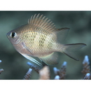 Amblyglyphidodon curacao (Bloch, 1787)