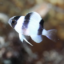 Chrysiptera tricincta (Allen et Randall, 1974)