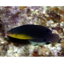 Anampses twistii Bleeker, 1856