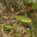 Stethojulis strigiventer (Bennett, 1832)