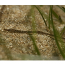 Hippichthys (Hippichthys) cyanospilus (Bleeker, 1854)