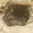 Foa brachygramma (Jenkins, 1903)