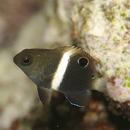 Chrysiptera biocellata (Quoy et Gaimard, 1825)