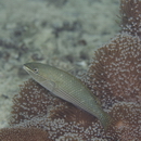 Stethojulis strigiventer (Bennett, 1832)