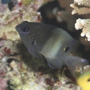 Stegastes albifasciatus (Schlegel et Muller, 1839)