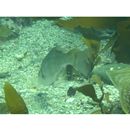 Ditrema viride Oshima, 1940