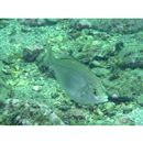 Ditrema viride Oshima, 1940