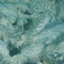 Ctenogobiops mitodes Randall, Shao et Chen, 2007