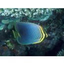 Chaetodon baronessa Cuvier, 1829