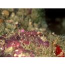 Corythoichthys amplexus Dawson et Randall, 1975